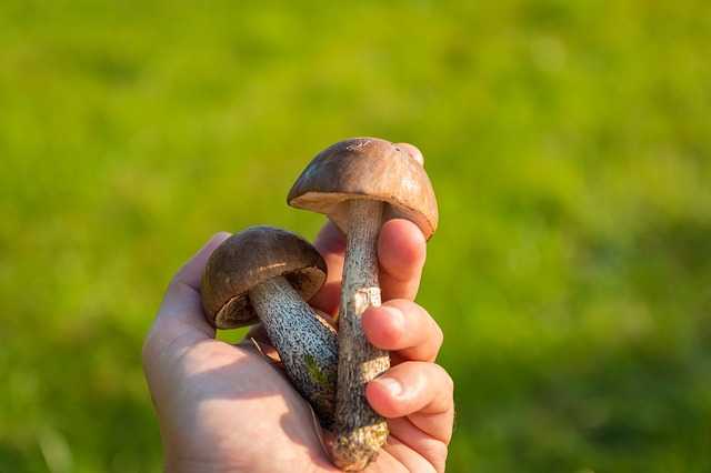 mushrooms-454168_640