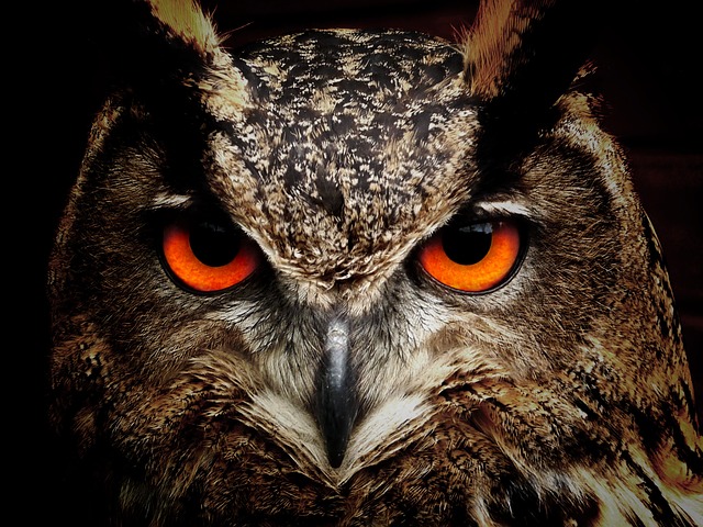 owl-50267_640