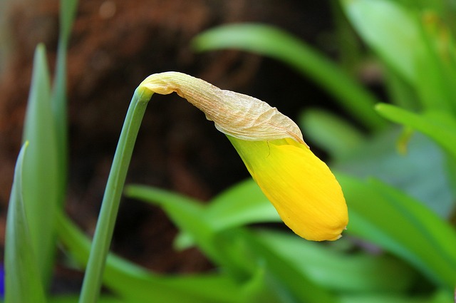 daffodil-3311540_640